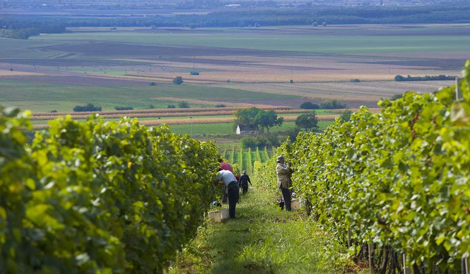 Vinogradarstvo Belje
