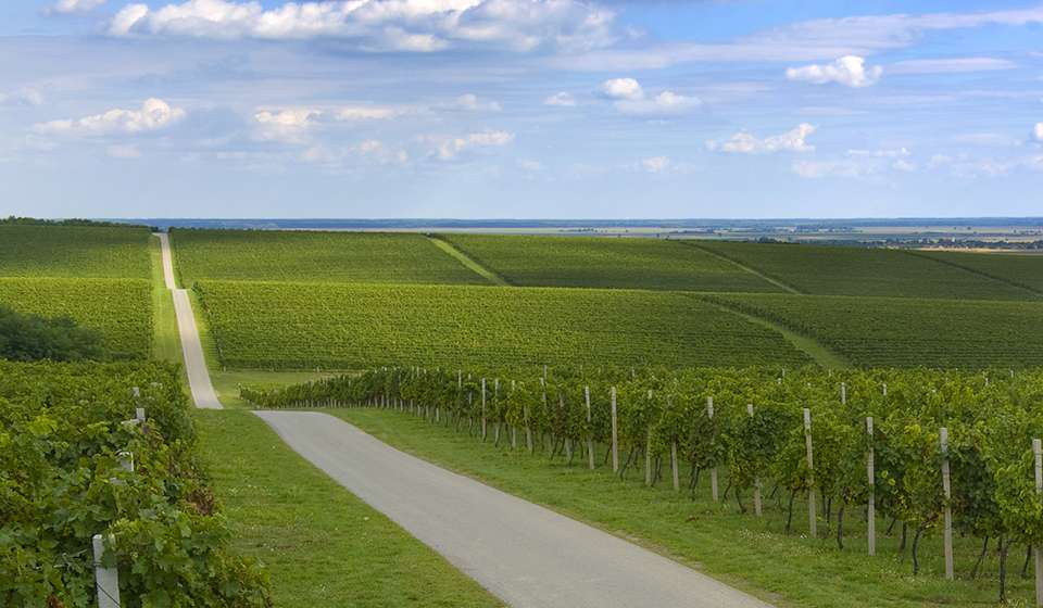 Vinska Cesta Vinogradi I Vidikovac Belje