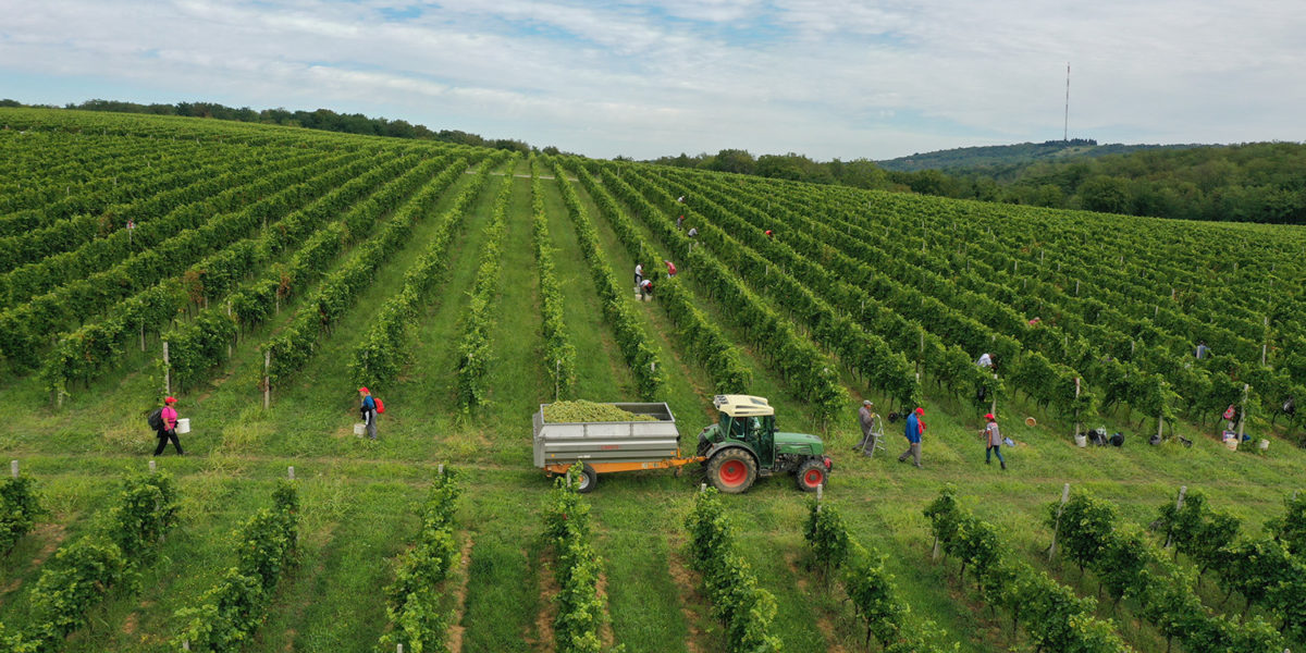 Vinogradari Koji Poznaju Svaki okot U Vinogradu Belje