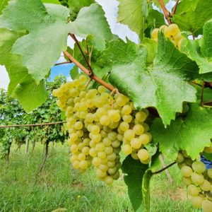 Graševina - Vina Belje