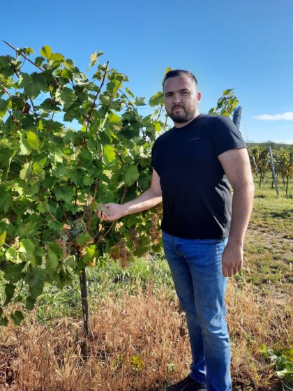 Tomislav Pintarić - Vinogradarstvo Vina Belje